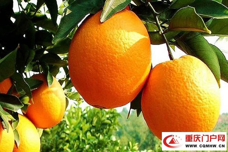 奉节脐橙(图2) 奉节脐橙(2)
