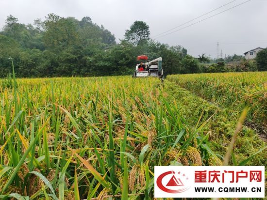 何登骥团队双季功能稻晚稻在渝首次开镰收割(图1) 何登骥团队双季功能稻晚稻在渝首次开镰收割(1)