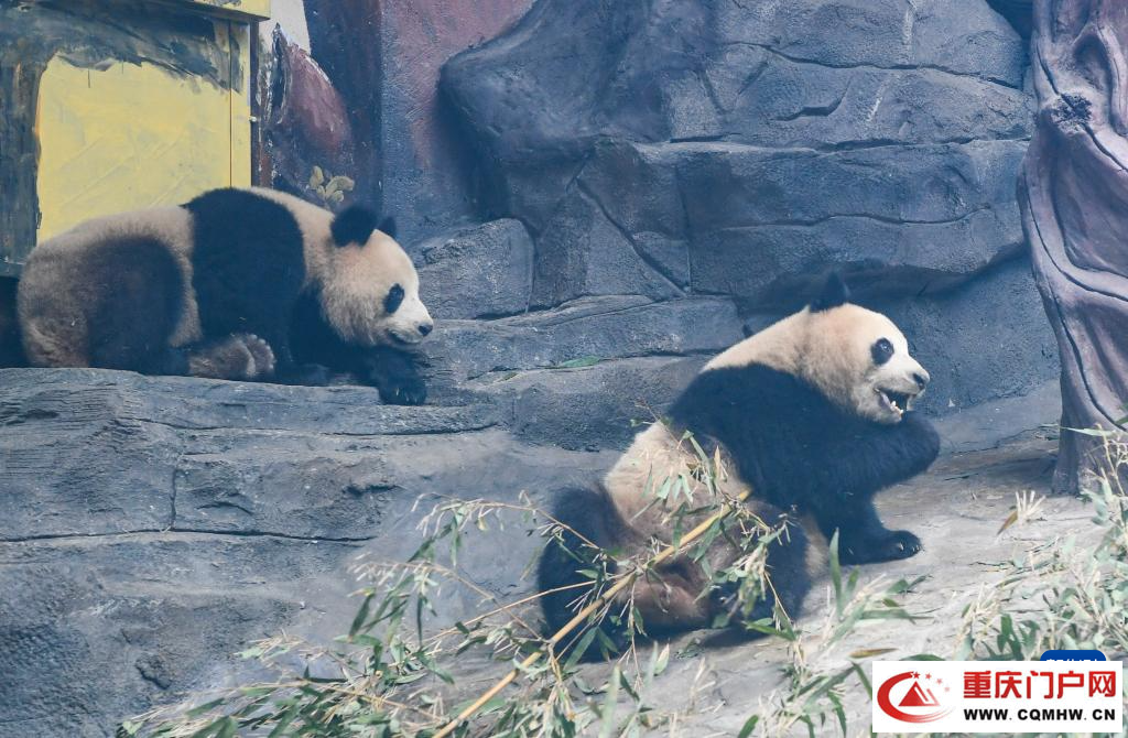 四只大熊猫“落户”重庆永川(6) 四只大熊猫“落户”重庆永川(6)