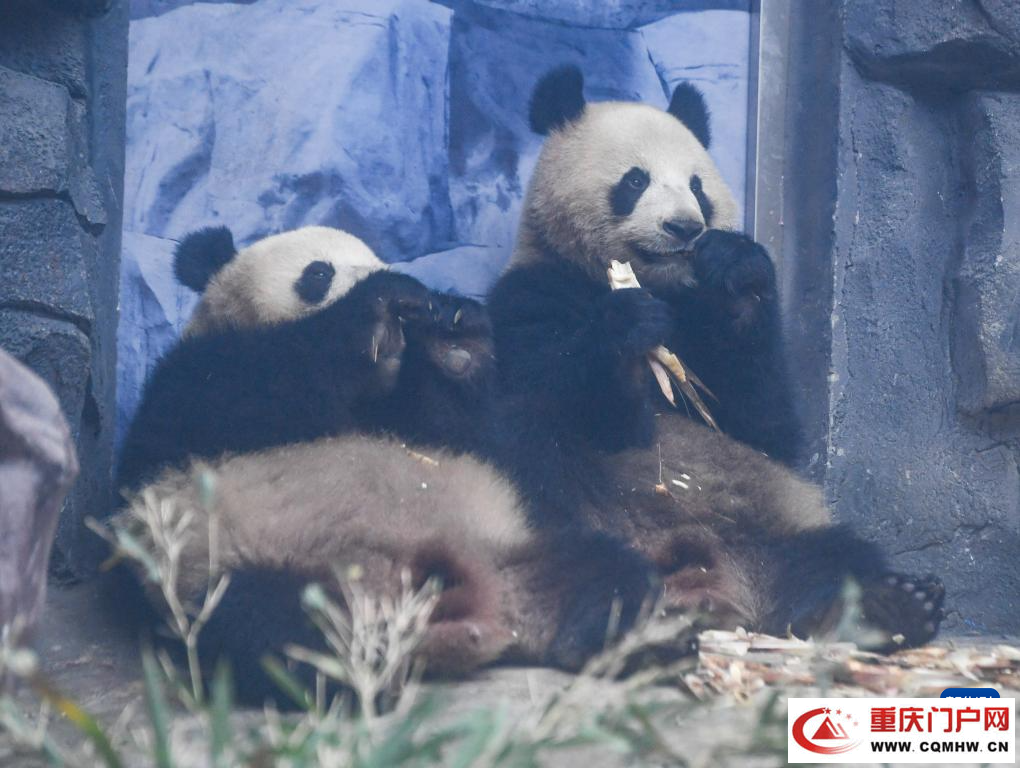 四只大熊猫“落户”重庆永川(8) 四只大熊猫“落户”重庆永川(8)
