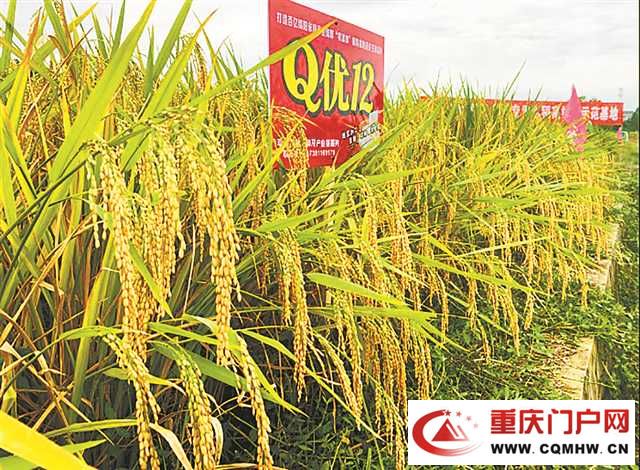 “米袋子” “菜篮子” “酒瓶子” “果盘子” 装满川渝农业科技合作成果(4) “米袋子” “菜篮子” “酒瓶子” “果盘子” 装满川渝农业科技合作成果(4)