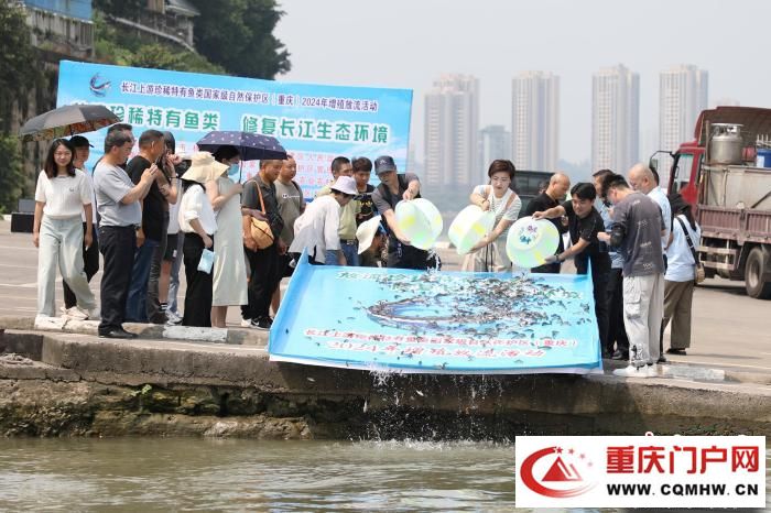 重庆放流珍稀特有鱼类 50多万尾鱼“安家”长江