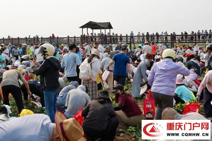 桥头地瓜,竟是“地瓜界的爱马仕”(7) 桥头地瓜,竟是“地瓜界的爱马仕”(7)