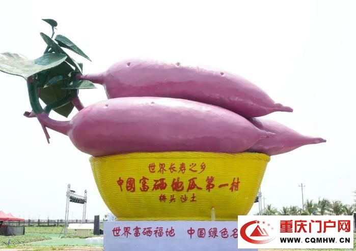 桥头地瓜,竟是“地瓜界的爱马仕”(14) 桥头地瓜,竟是“地瓜界的爱马仕”(14)