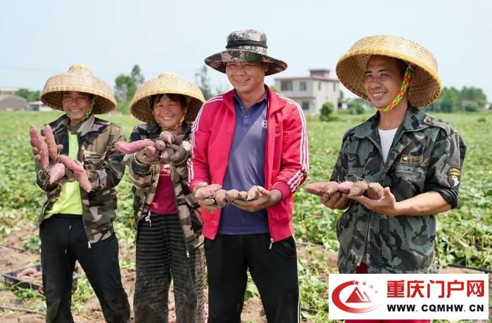 桥头地瓜,竟是“地瓜界的爱马仕”(22) 桥头地瓜,竟是“地瓜界的爱马仕”(22)